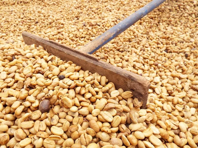 coffee, coffee beans, beans, coffee plant, nature, plant, costa rica, travel, plantation, coffee bean, bean, seed, macro, agriculture, raw, roasted, dry, orange coffee, orange travel, orange plant, orange plants. Climate pressure on coffee: what home brewers can control